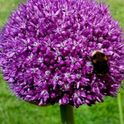 Allium Ambassador -Plant Bargain Shop Allium Ambassador 1