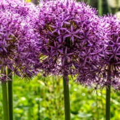 Allium Ambassador -Plant Bargain Shop Allium Ambassador 3