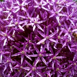 Allium Ambassador -Plant Bargain Shop Allium Ambassador 4