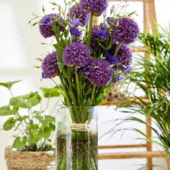 Allium Ambassador -Plant Bargain Shop Allium Ambassador 5