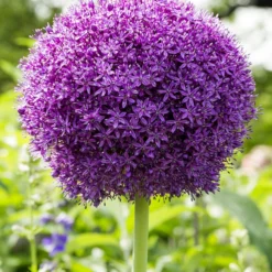 Allium Ambassador