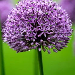 Allium Gladiator 9 Allium Gladiator -Plant Bargain Shop Allium Gladiator 1