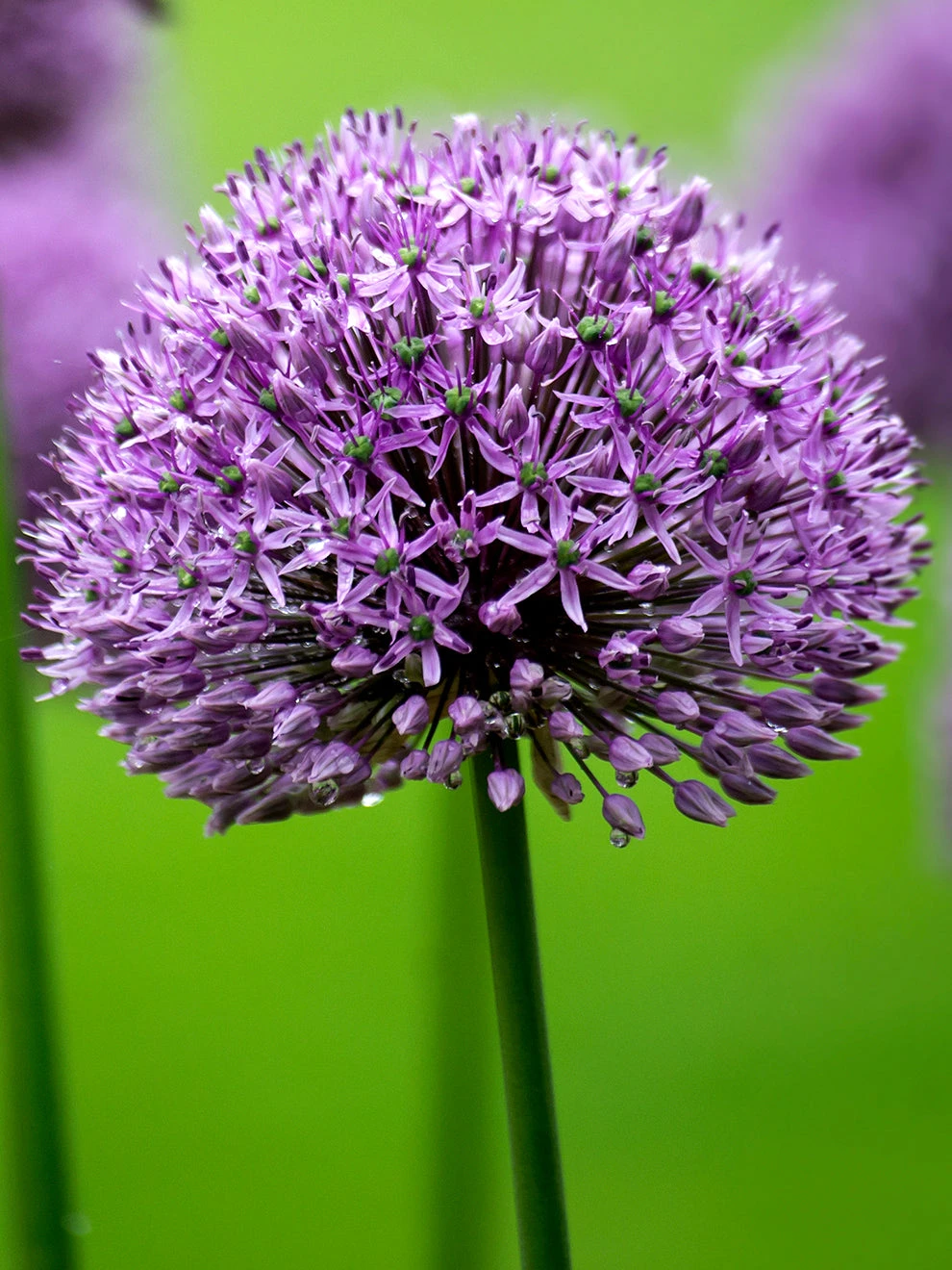 Allium Gladiator 4 Allium Gladiator - Image 4