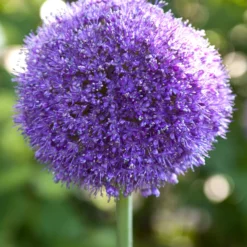 Plant Bargain Shop 20 Plant Bargain Shop -Plant Bargain Shop Allium Gladiator 3