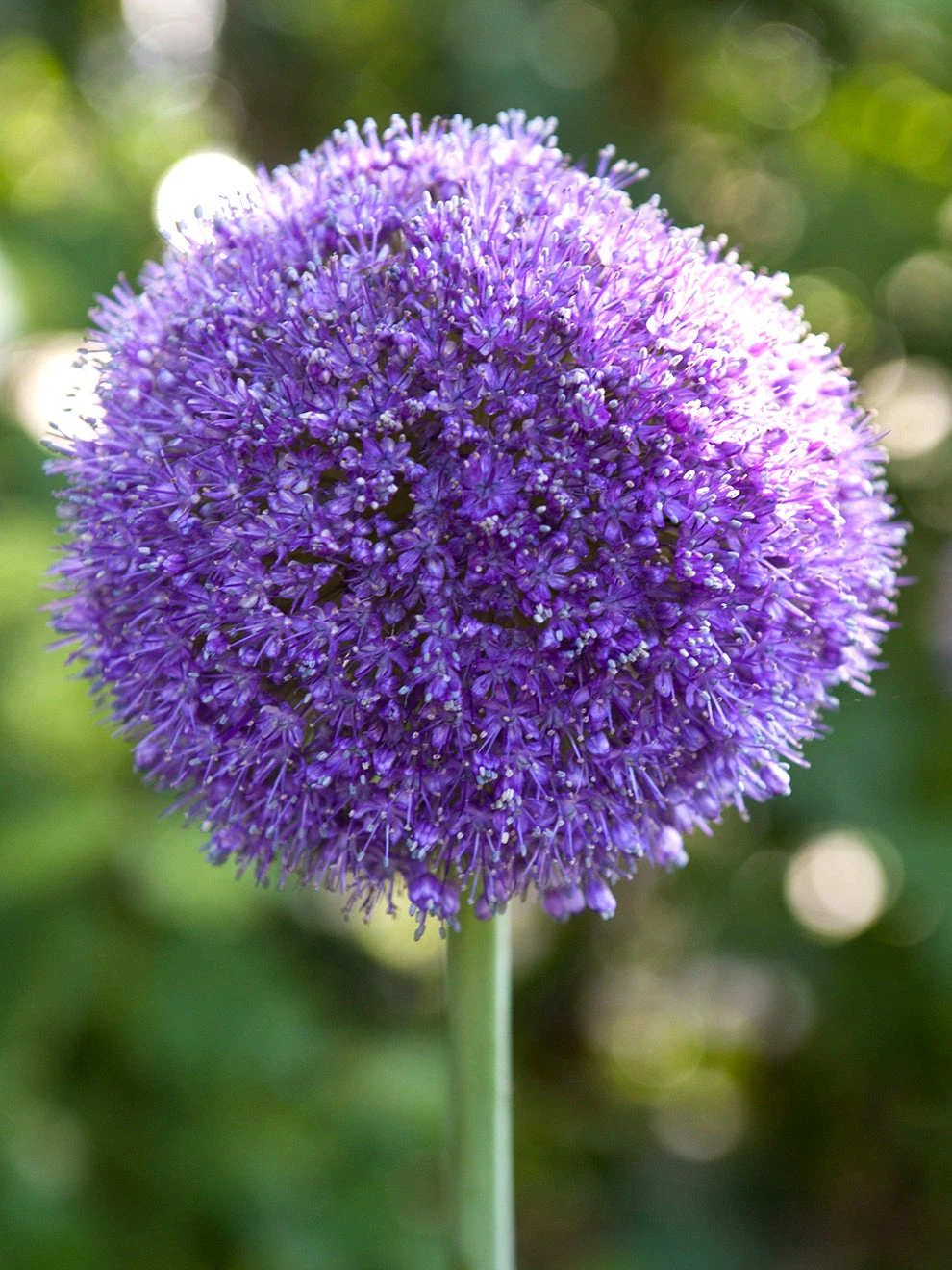 Allium Gladiator 2 Allium Gladiator - Image 2