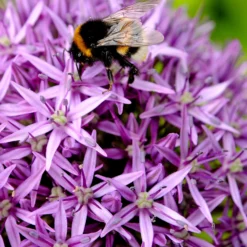 Allium Gladiator 10 Allium Gladiator -Plant Bargain Shop Allium Gladiator 4