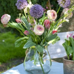 Allium Gladiator 8 Allium Gladiator -Plant Bargain Shop Allium Gladiator 5