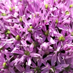 Allium Gladiator 11 Allium Gladiator -Plant Bargain Shop Allium Gladiator 6