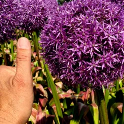 Plant Bargain Shop 24 Plant Bargain Shop -Plant Bargain Shop Allium Globemaster 1