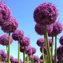 Allium Globemaster -Plant Bargain Shop Allium Globemaster 2