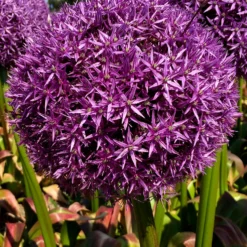 Allium Globemaster -Plant Bargain Shop Allium Globemaster 4