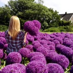 Allium Globemaster -Plant Bargain Shop Allium Globemaster 5