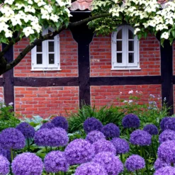 Allium Globemaster -Plant Bargain Shop Allium Globemaster 6