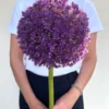 Allium Globemaster