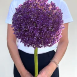 Allium Globemaster