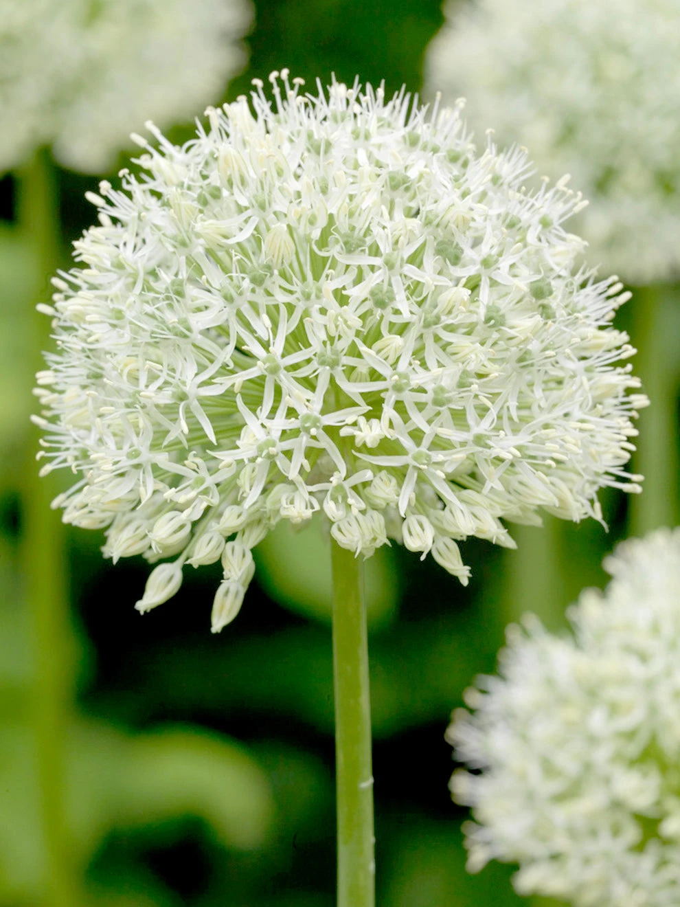 Allium Mount Everest 1 Allium Mount Everest