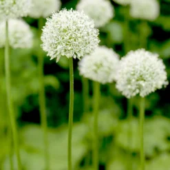 Plant Bargain Shop 30 Plant Bargain Shop -Plant Bargain Shop Allium Mount Everest 2