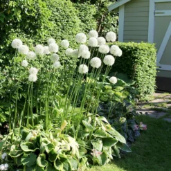 Allium Mount Everest 5 Allium Mount Everest -Plant Bargain Shop Allium Mount Everest 3