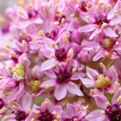 Plant Bargain Shop 26 Plant Bargain Shop -Plant Bargain Shop Allium Red Eye 2