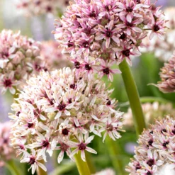 Allium Red Eye -Plant Bargain Shop Allium Red Eye 3