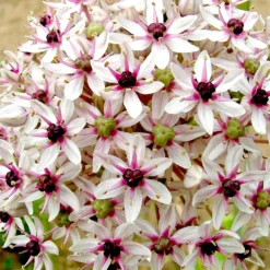 Allium Red Eye -Plant Bargain Shop Allium Red Eye 5