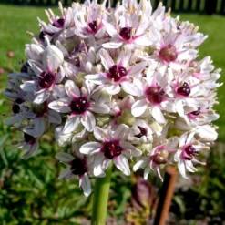 Allium Red Eye -Plant Bargain Shop Allium Red Eye 6