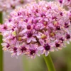 Allium Red Eye
