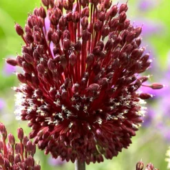 Plant Bargain Shop 28 Plant Bargain Shop -Plant Bargain Shop Allium Red Mohican 1