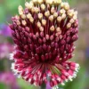 Allium Red Mohican