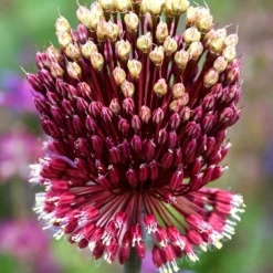 Allium Red Mohican