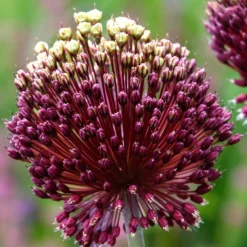 Allium Red Mohican -Plant Bargain Shop Allium Red Mohican 3