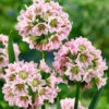 Allium Tripedale (Pink Honey Garlic)