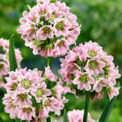 Allium Tripedale (Pink Honey Garlic)