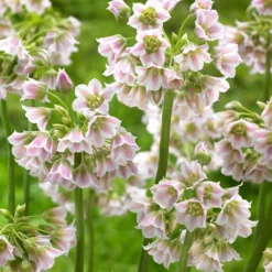 Plant Bargain Shop 18 Plant Bargain Shop -Plant Bargain Shop Allium Tripedale 2