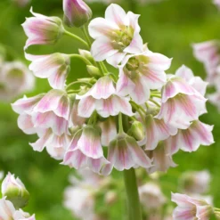 Allium Tripedale (Pink Honey Garlic) -Plant Bargain Shop Allium Tripedale 3