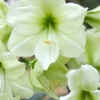 Jumbo Amaryllis Luna