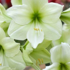 Jumbo Amaryllis Luna -Plant Bargain Shop AmaryllisLuna6 Small scaled