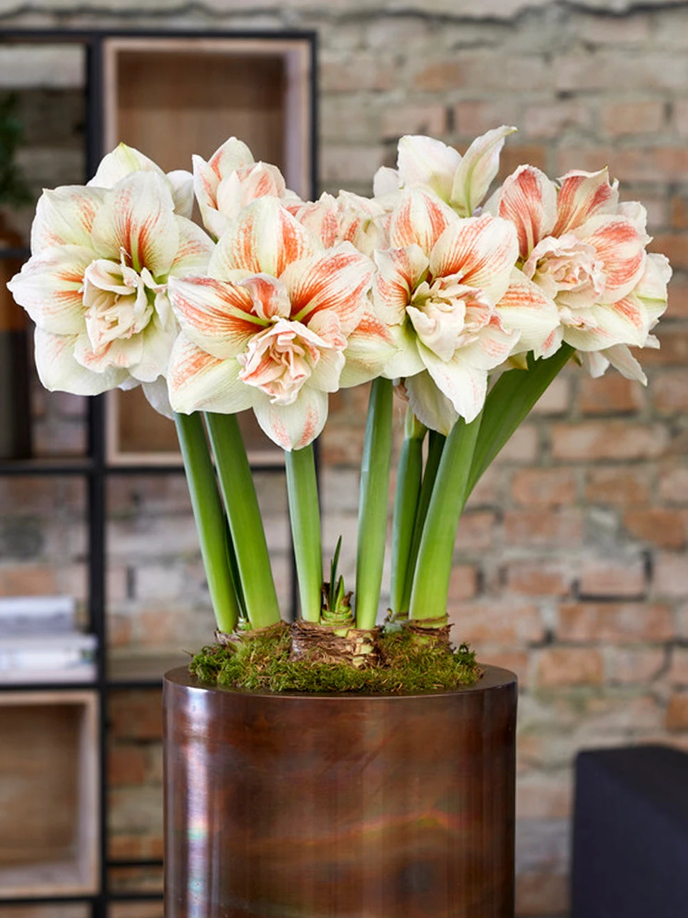 Jumbo Double Amaryllis Nymph 3 Jumbo Double Amaryllis Nymph - Image 3