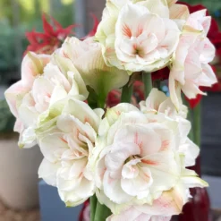 Jumbo Double Amaryllis Nymph