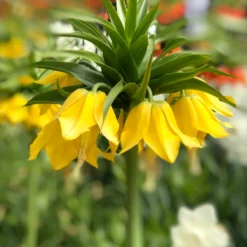 Fritillaria Imp. Lutea Maxima - Crown Imperial Yellow
