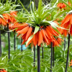 Fritillaria Imp. Rubra Maxima - Crown Imperial Red -Plant Bargain Shop Fritillaria Imp Rubra 1