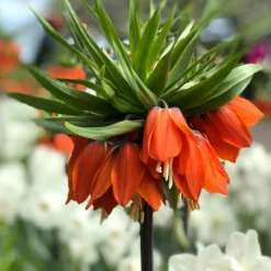 Fritillaria Imp. Rubra Maxima - Crown Imperial Red