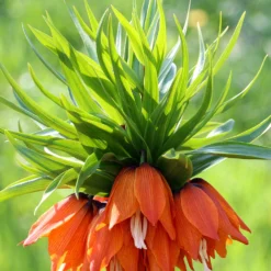 Fritillaria Imp. Rubra Maxima - Crown Imperial Red -Plant Bargain Shop Fritillaria Imp Rubra 5