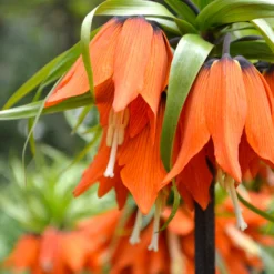 Fritillaria Imp. Rubra Maxima - Crown Imperial Red -Plant Bargain Shop Fritillaria Imp Rubra 6