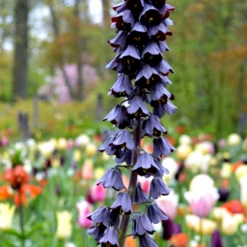 Fritillaria Persica (Persian Lily)
