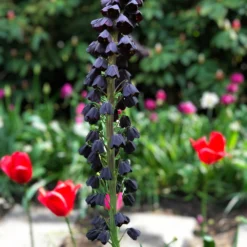 Fritillaria Persica (Persian Lily) -Plant Bargain Shop Fritillaria Persica 3