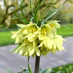 Fritillaria Raddeana