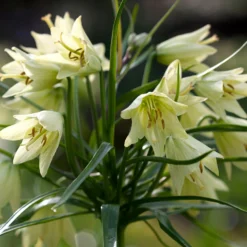 Fritillaria Raddeana -Plant Bargain Shop Fritillaria Raddeana 3