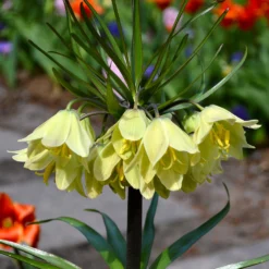 Fritillaria Raddeana -Plant Bargain Shop Fritillaria Raddeana 4