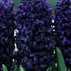 Hyacinth Dark Dimension